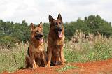 BERGER ALLEMAND 391
